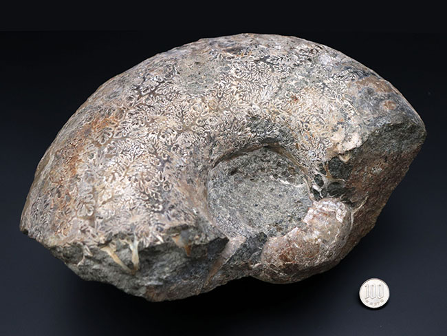 10キロ近い巨大な標本!北海道産の巨大アンモナイト(Ammonite)の化石。素晴らしい縫合線模様が残存(その8)