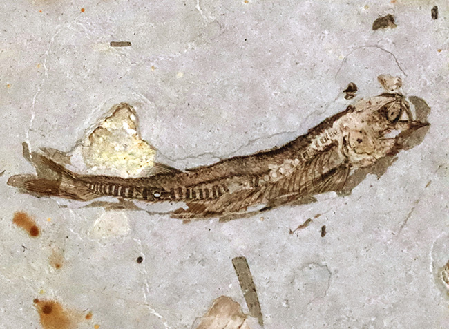 精細な保存状態にご注目ください!中国遼寧省産の絶滅古代魚、リコプテラ(Lycoptera)の上質標本(その2)