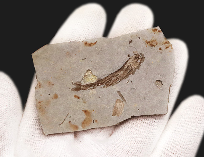精細な保存状態にご注目ください!中国遼寧省産の絶滅古代魚、リコプテラ(Lycoptera)の上質標本(その3)