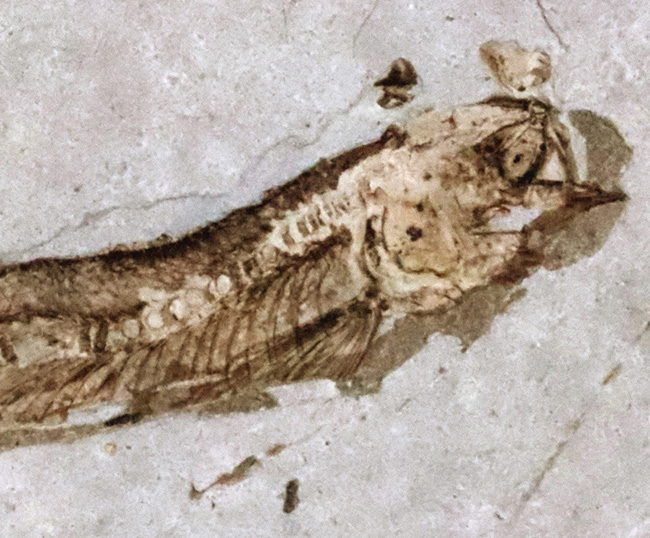 精細な保存状態にご注目ください!中国遼寧省産の絶滅古代魚、リコプテラ(Lycoptera)の上質標本(その4)