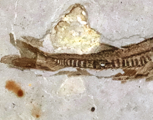 精細な保存状態にご注目ください!中国遼寧省産の絶滅古代魚、リコプテラ(Lycoptera)の上質標本(その5)