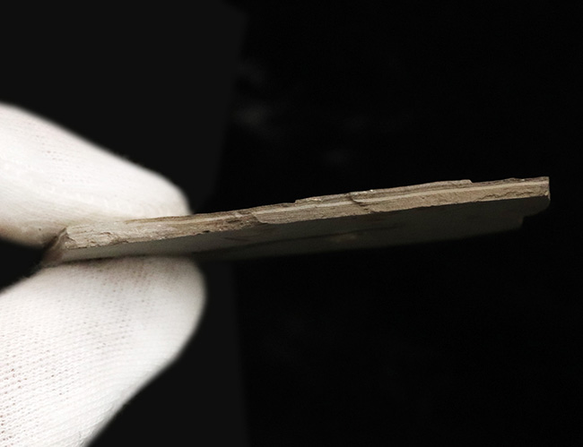精細な保存状態にご注目ください!中国遼寧省産の絶滅古代魚、リコプテラ(Lycoptera)の上質標本(その7)