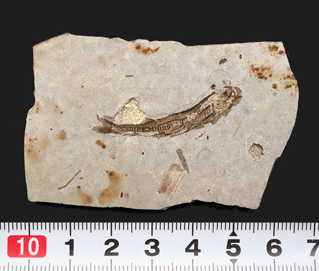 精細な保存状態にご注目ください!中国遼寧省産の絶滅古代魚、リコプテラ(Lycoptera)の上質標本(その8)