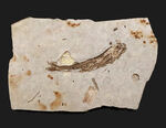精細な保存状態にご注目ください！中国遼寧省産の絶滅古代魚、リコプテラ（Lycoptera）の上質標本