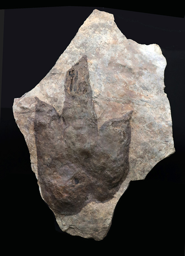 メガサイズ！足跡だけで３０センチオーバー！およそ２億年前の獣脚類恐竜の足跡の化石（エウブロンテス）（その1）