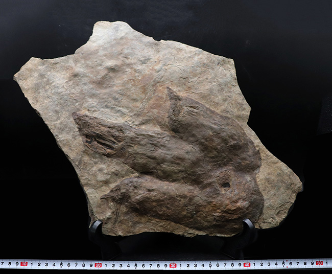 メガサイズ！足跡だけで３０センチオーバー！およそ２億年前の獣脚類恐竜の足跡の化石（エウブロンテス）（その10）