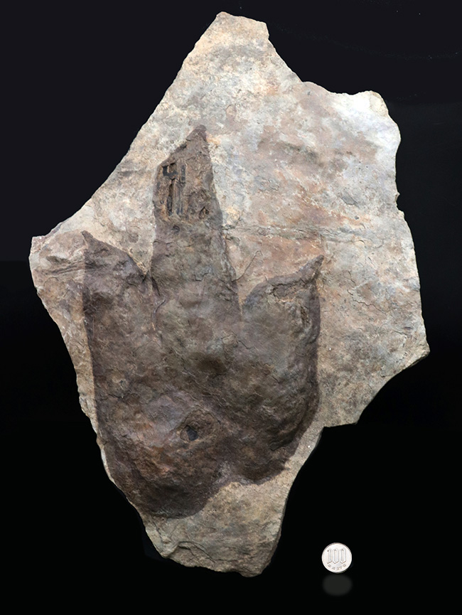 メガサイズ！足跡だけで３０センチオーバー！およそ２億年前の獣脚類恐竜の足跡の化石（エウブロンテス）（その11）
