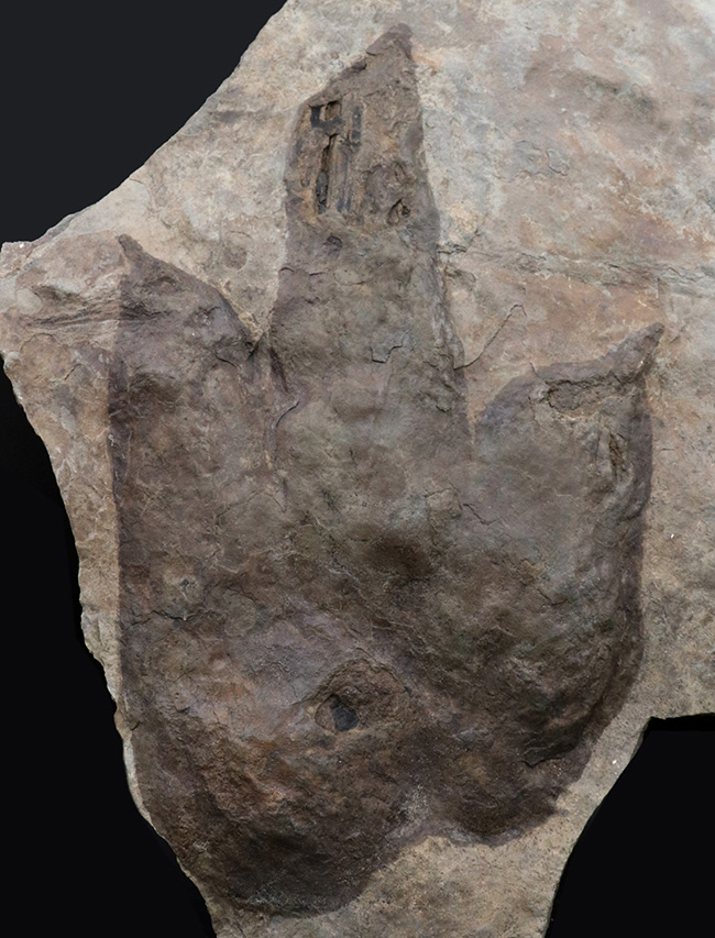 メガサイズ！足跡だけで30センチオーバー！およそ2億年前の獣脚類