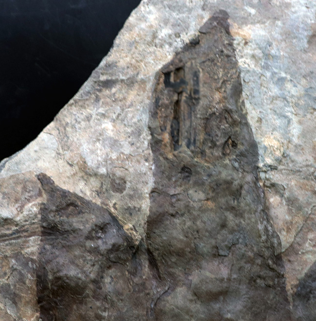 メガサイズ！足跡だけで３０センチオーバー！およそ２億年前の獣脚類恐竜の足跡の化石（エウブロンテス）（その4）