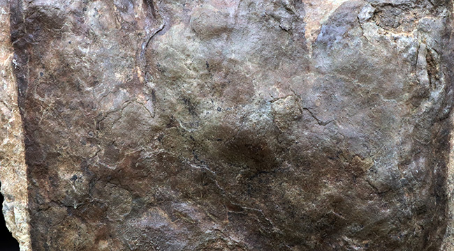 メガサイズ！足跡だけで３０センチオーバー！およそ２億年前の獣脚類恐竜の足跡の化石（エウブロンテス）（その5）