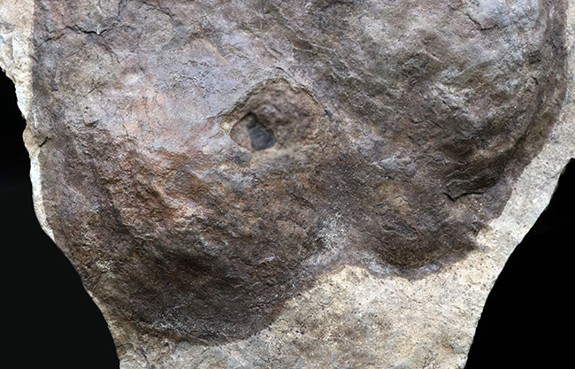 メガサイズ！足跡だけで３０センチオーバー！およそ２億年前の獣脚類恐竜の足跡の化石（エウブロンテス）（その6）