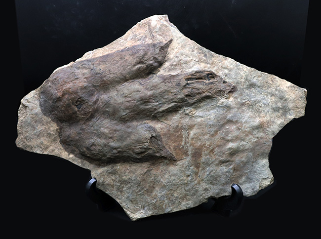 メガサイズ！足跡だけで３０センチオーバー！およそ２億年前の獣脚類恐竜の足跡の化石（エウブロンテス）（その7）