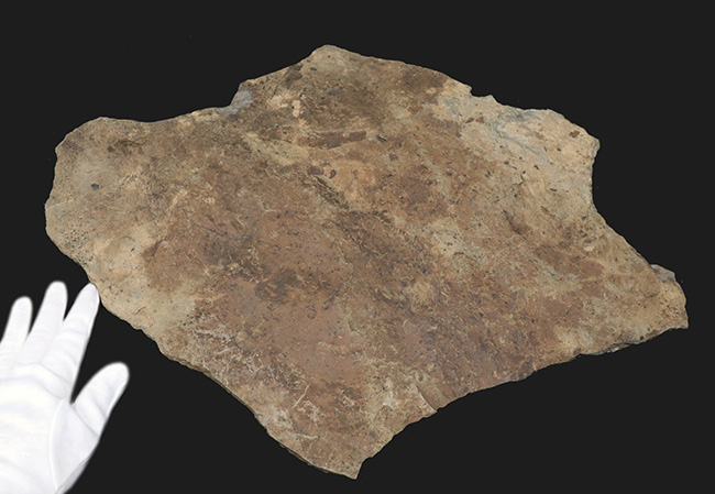 メガサイズ！足跡だけで３０センチオーバー！およそ２億年前の獣脚類恐竜の足跡の化石（エウブロンテス）（その8）