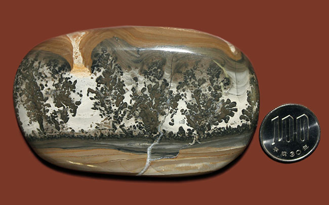 珍妙かつ希少な大理石、コサムマーブル。英国の特定地域でしか採集されない「風景大理石」（その10）