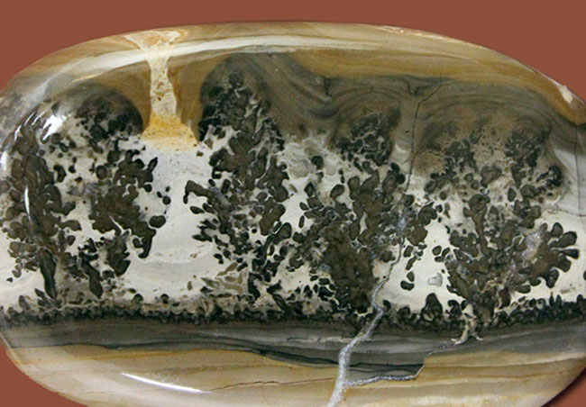 廃墟大理石 - Wikipedia