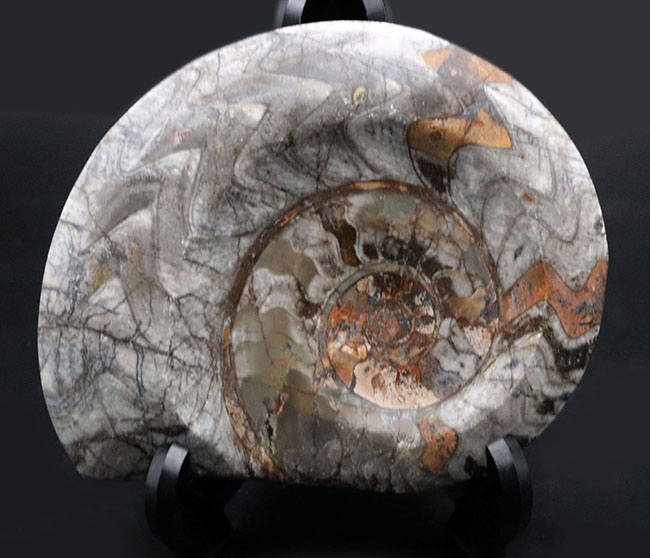 １５センチ級！古生代デボン紀に繁栄したアンモナイトの祖先、立派なゴニアタイト（Goniatite）の化石（その1）