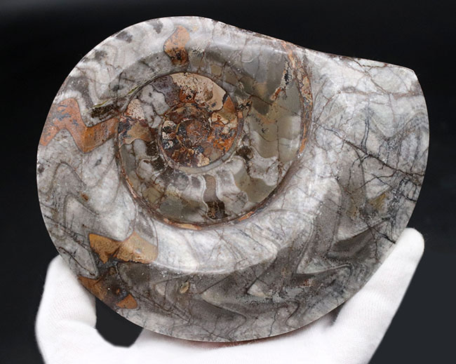 １５センチ級！古生代デボン紀に繁栄したアンモナイトの祖先、立派なゴニアタイト（Goniatite）の化石（その4）