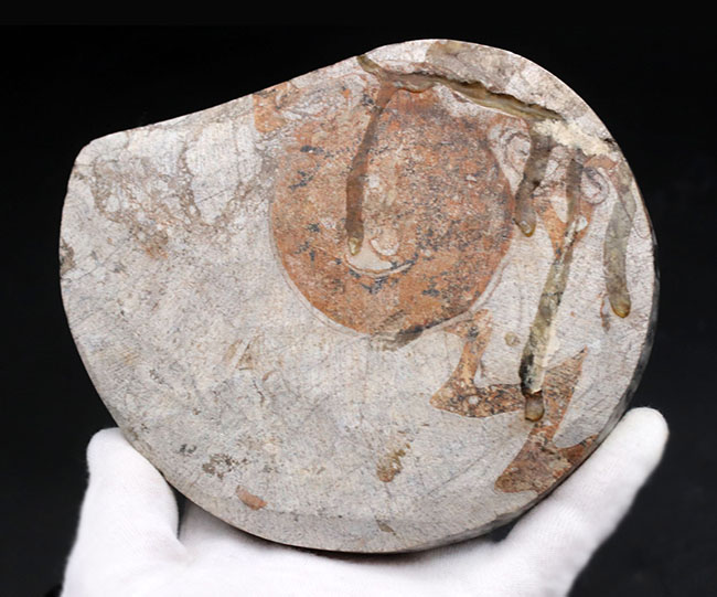 １５センチ級！古生代デボン紀に繁栄したアンモナイトの祖先、立派なゴニアタイト（Goniatite）の化石（その6）