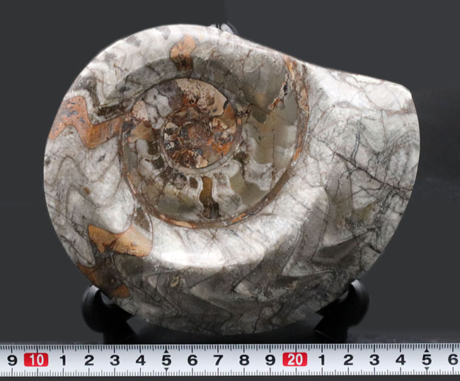 １５センチ級！古生代デボン紀に繁栄したアンモナイトの祖先、立派なゴニアタイト（Goniatite）の化石（その7）