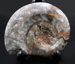 １５センチ級！古生代デボン紀に繁栄したアンモナイトの祖先、立派なゴニアタイト（Goniatite）の化石