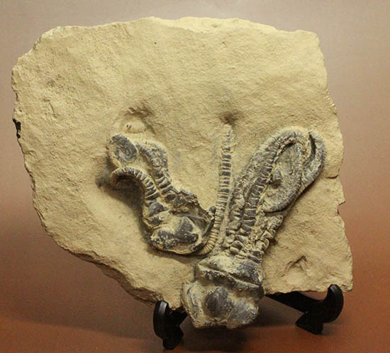 ウミユリ(Jimbacrinus bostocki)の精巧レプリカ(その1)