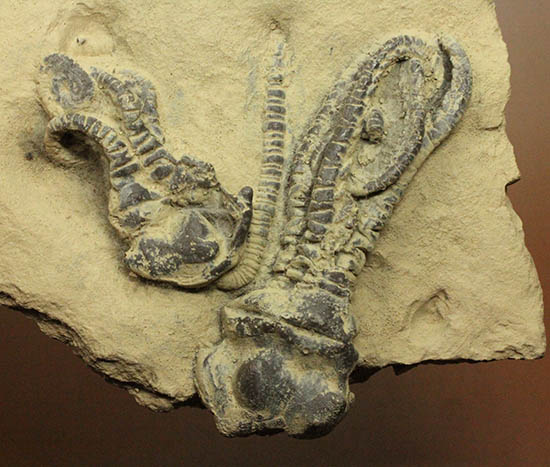 ウミユリ(Jimbacrinus bostocki)の精巧レプリカ(その4)