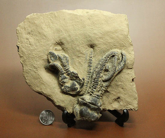 ウミユリ(Jimbacrinus bostocki)の精巧レプリカ(その9)