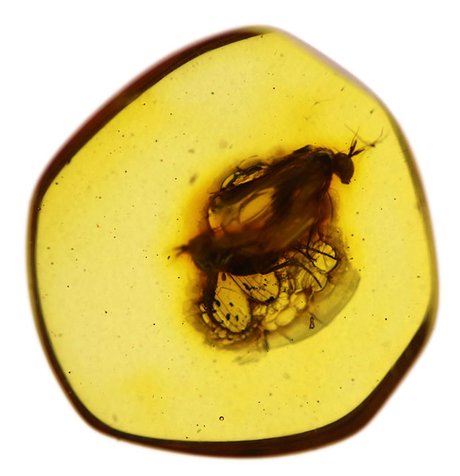 アシナガバエ科の虫を内包したバルト海産虫入り琥珀（Amber）（その1）