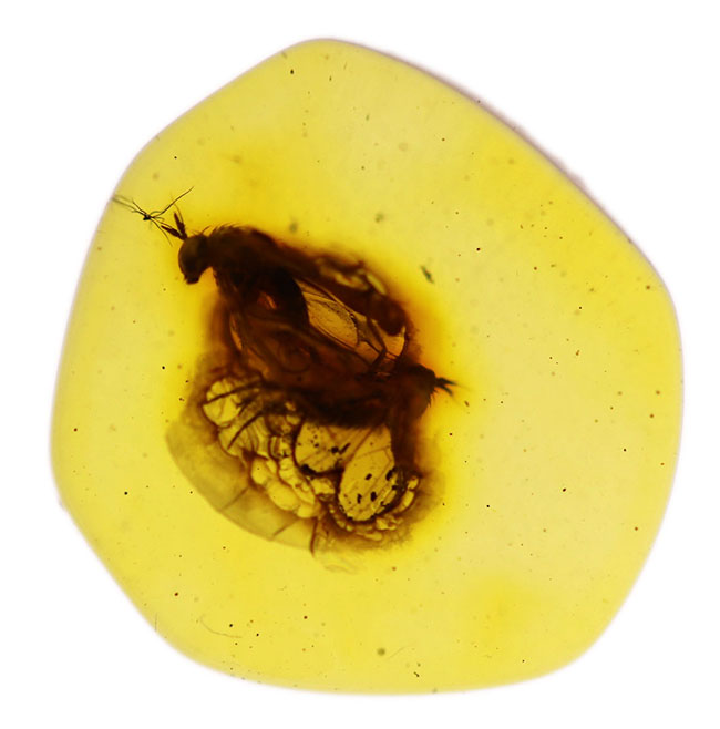 アシナガバエ科の虫を内包したバルト海産虫入り琥珀(Amber)(その2)
