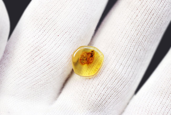 アシナガバエ科の虫を内包したバルト海産虫入り琥珀（Amber）（その3）