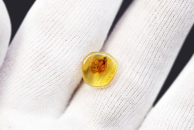 アシナガバエ科の虫を内包したバルト海産虫入り琥珀(Amber)(その3)