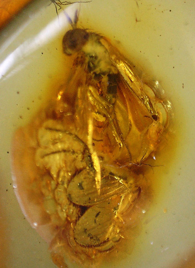 アシナガバエ科の虫を内包したバルト海産虫入り琥珀(Amber)(その4)