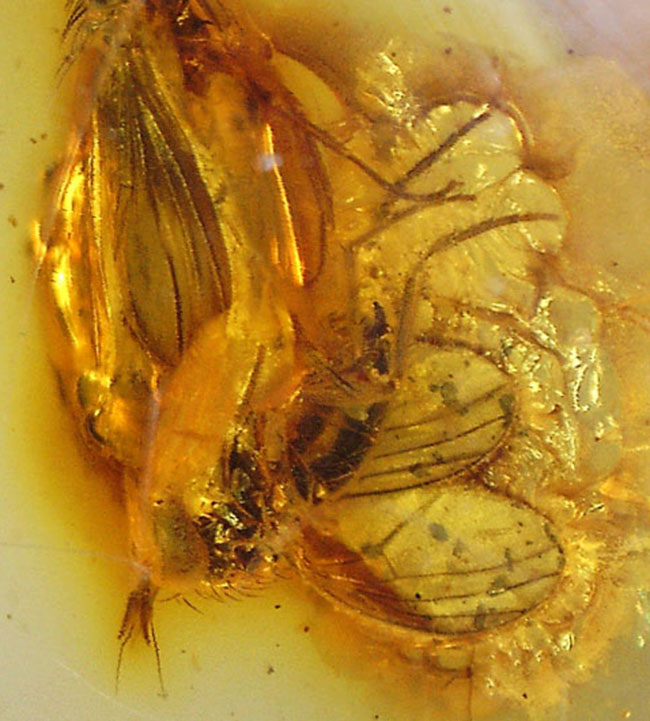 アシナガバエ科の虫を内包したバルト海産虫入り琥珀(Amber)(その5)