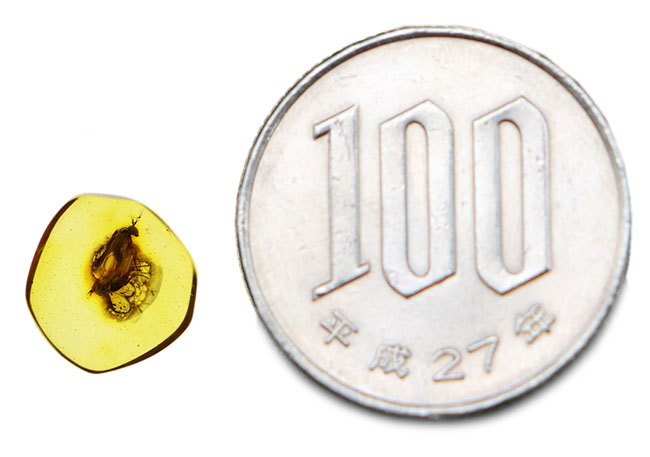 アシナガバエ科の虫を内包したバルト海産虫入り琥珀(Amber)(その6)
