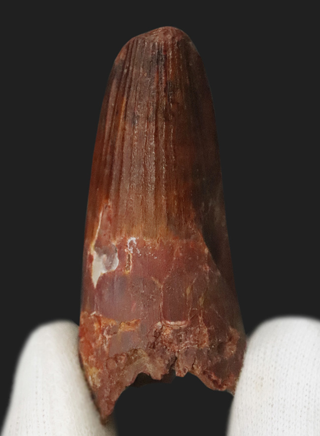 白亜紀・北アフリカの王者！これは……分厚い！ド迫力のスピノサウルス（Spinosaurus）極太歯化石！（その1）