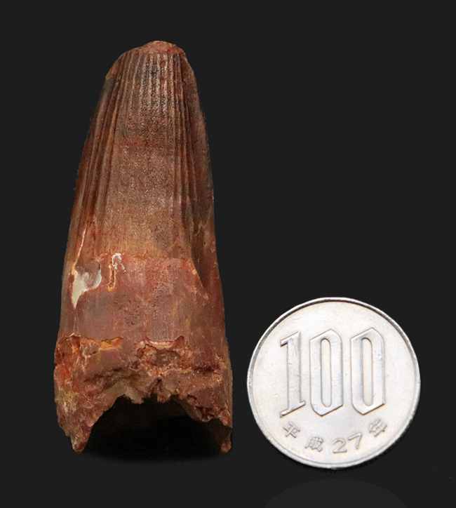 白亜紀・北アフリカの王者！これは……分厚い！ド迫力のスピノサウルス（Spinosaurus）極太歯化石！（その10）