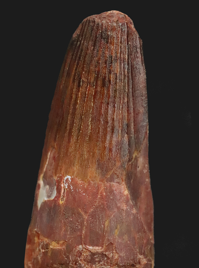 白亜紀・北アフリカの王者！これは……分厚い！ド迫力のスピノサウルス（Spinosaurus）極太歯化石！（その2）