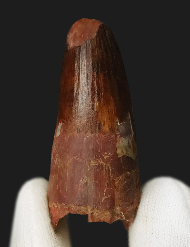 白亜紀・北アフリカの王者！これは……分厚い！ド迫力のスピノサウルス（Spinosaurus）極太歯化石！（その3）