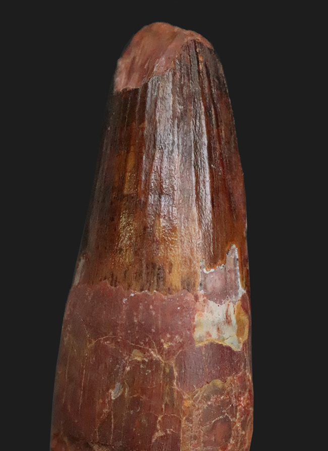 白亜紀・北アフリカの王者！これは……分厚い！ド迫力のスピノサウルス（Spinosaurus）極太歯化石！（その4）