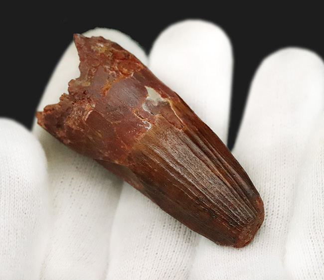 白亜紀・北アフリカの王者！これは……分厚い！ド迫力のスピノサウルス（Spinosaurus）極太歯化石！（その5）