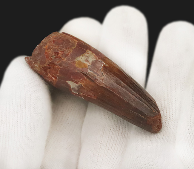 白亜紀・北アフリカの王者！これは……分厚い！ド迫力のスピノサウルス（Spinosaurus）極太歯化石！（その6）