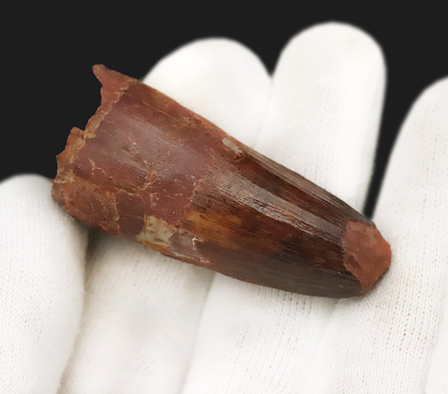 白亜紀・北アフリカの王者！これは……分厚い！ド迫力のスピノサウルス（Spinosaurus）極太歯化石！（その7）