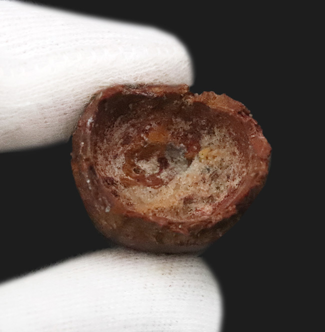 白亜紀・北アフリカの王者！これは……分厚い！ド迫力のスピノサウルス（Spinosaurus）極太歯化石！（その8）