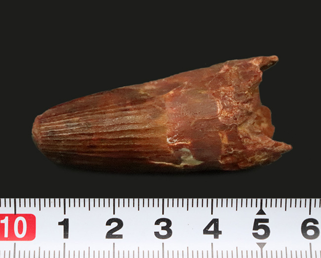 白亜紀・北アフリカの王者！これは……分厚い！ド迫力のスピノサウルス（Spinosaurus）極太歯化石！（その9）