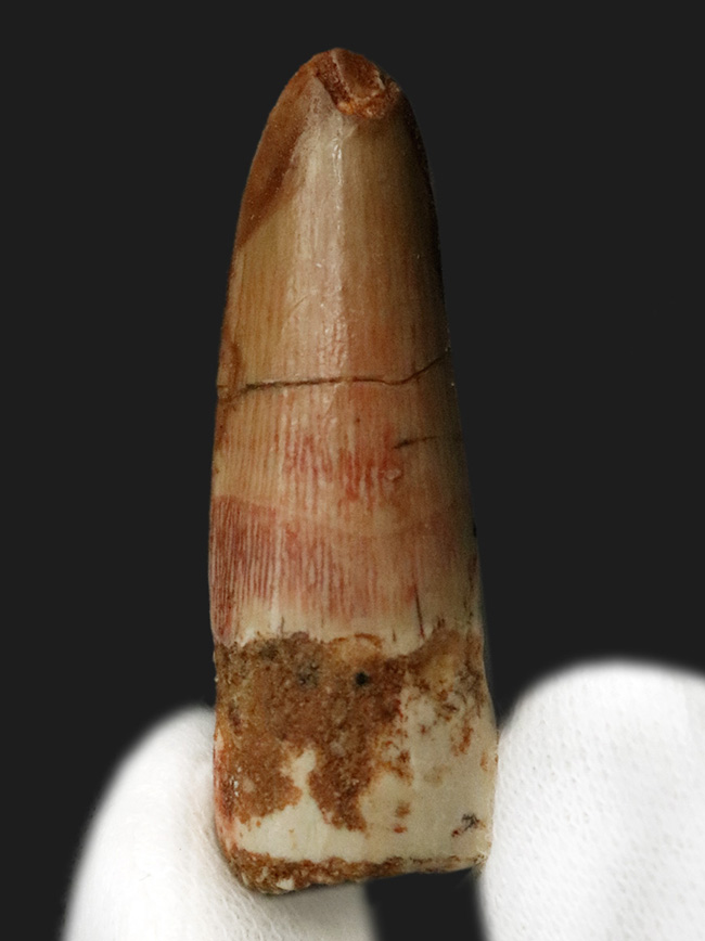 美しいエナメル質をぜひ撫でてみてください！白亜紀後期の水辺の王者、スピノサウルス（Spinosaurus）歯化石（その1）