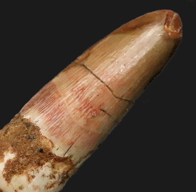 美しいエナメル質をぜひ撫でてみてください！白亜紀後期の水辺の王者、スピノサウルス（Spinosaurus）歯化石（その2）