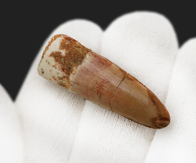 美しいエナメル質をぜひ撫でてみてください！白亜紀後期の水辺の王者、スピノサウルス（Spinosaurus）歯化石（その3）