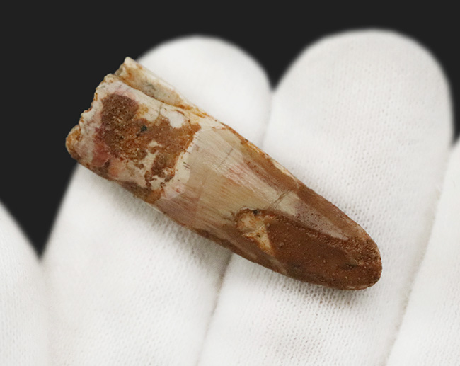 美しいエナメル質をぜひ撫でてみてください！白亜紀後期の水辺の王者、スピノサウルス（Spinosaurus）歯化石（その4）