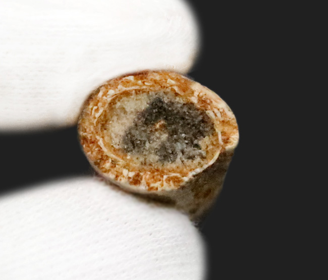 美しいエナメル質をぜひ撫でてみてください！白亜紀後期の水辺の王者、スピノサウルス（Spinosaurus）歯化石（その5）