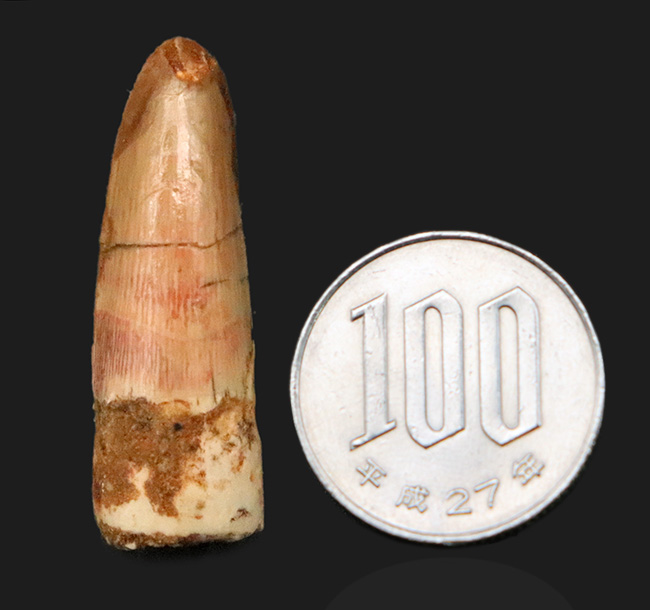 美しいエナメル質をぜひ撫でてみてください！白亜紀後期の水辺の王者、スピノサウルス（Spinosaurus）歯化石（その7）